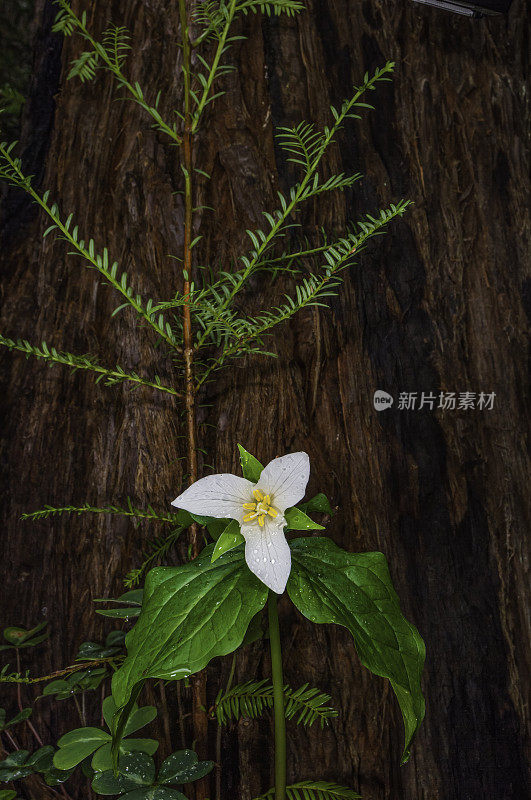 卵形Trillium卵形Trillium, Pacific Trillium，又称western wakerobin, western white Trillium，或western Trillium，是一种开花植物，属于黑花科。杰克逊示范州立森林，门多西诺县，加利福尼亚州。